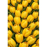 Плащівка БОСТОН принт ЖОВТІ ТЮЛЬПАНИ