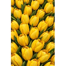 Плащівка БОСТОН принт ЖОВТІ ТЮЛЬПАНИ